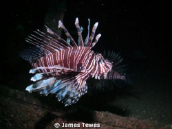 Scorpion fish are inhabiting the wreck of the HMAS Brisba... by James Tewes 